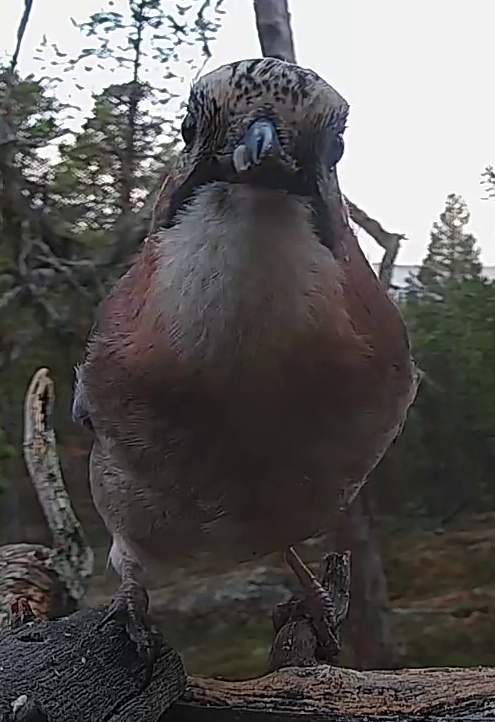 Best image of Eurasian jay