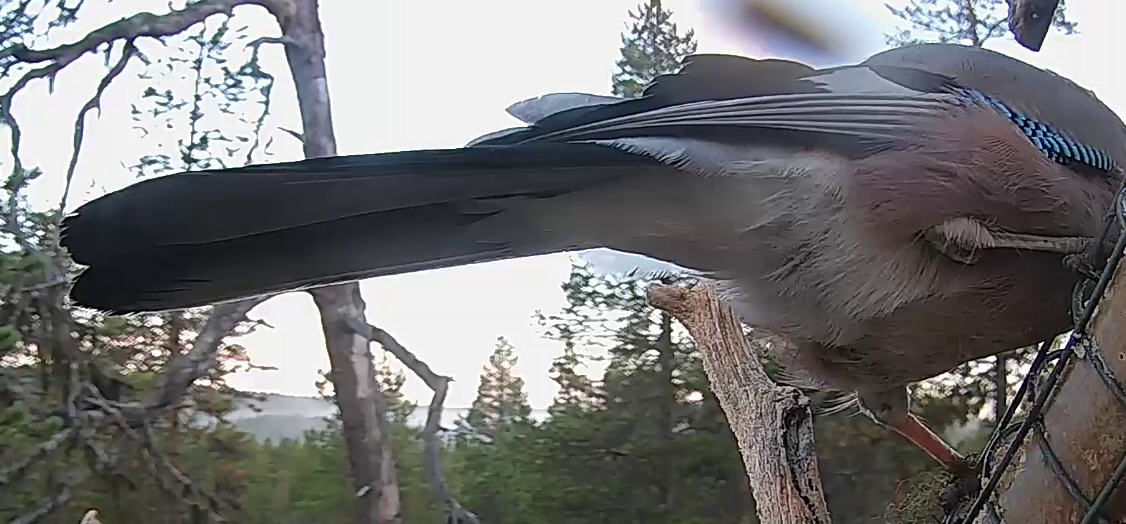 Best image of Eurasian jay