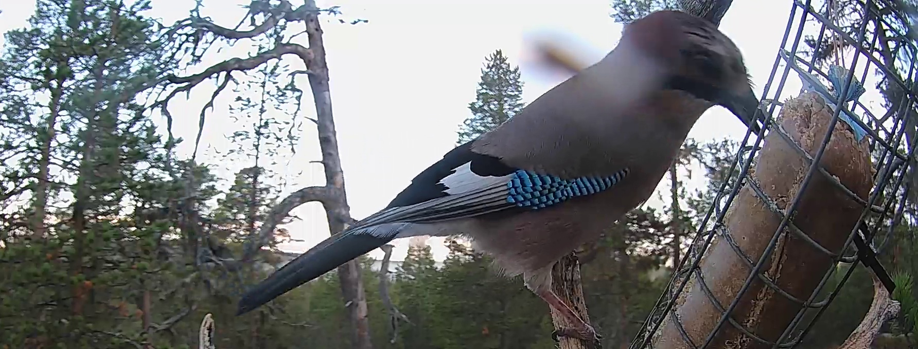 Best image of Eurasian jay