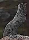 Best image of Pallid scops owl