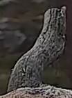 Best image of Common kestrel