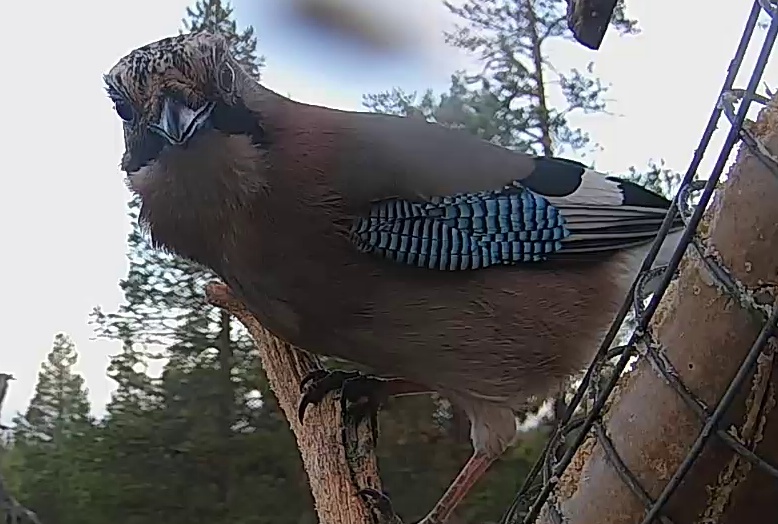 Best image of Eurasian jay