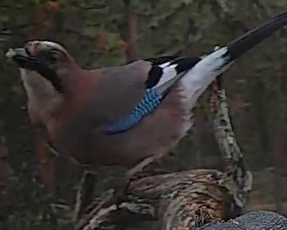 Best image of Eurasian jay