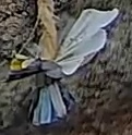Best image of Great tit