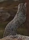 Best image of Pallid scops owl