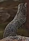 Best image of Common kestrel