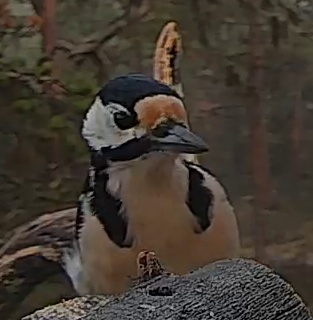 Best image of Great spotted woodpecker