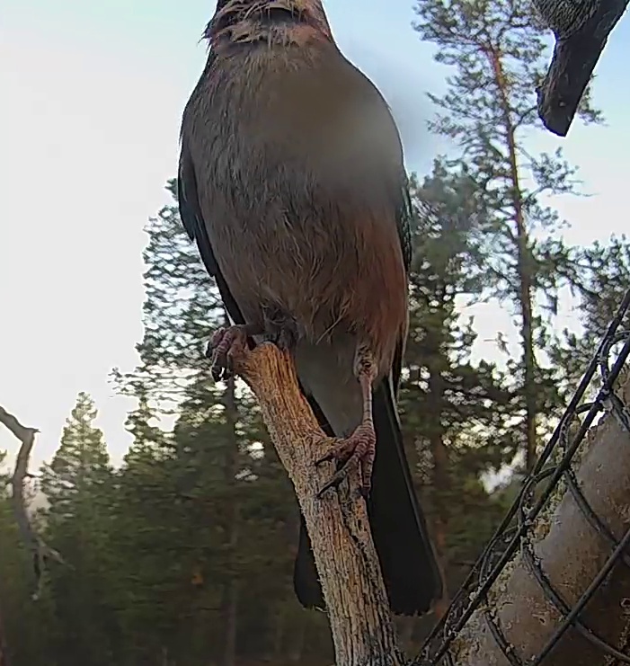 Best image of Eurasian jay