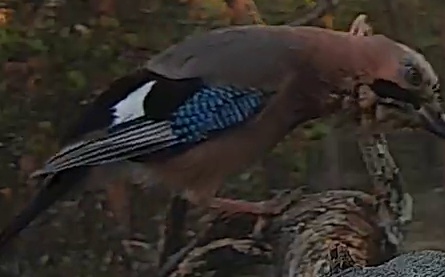 Best image of Eurasian jay