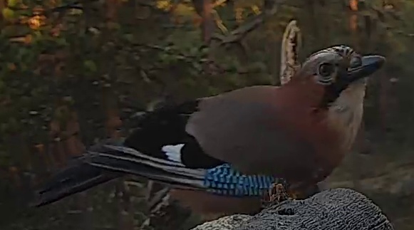 Best image of Eurasian jay