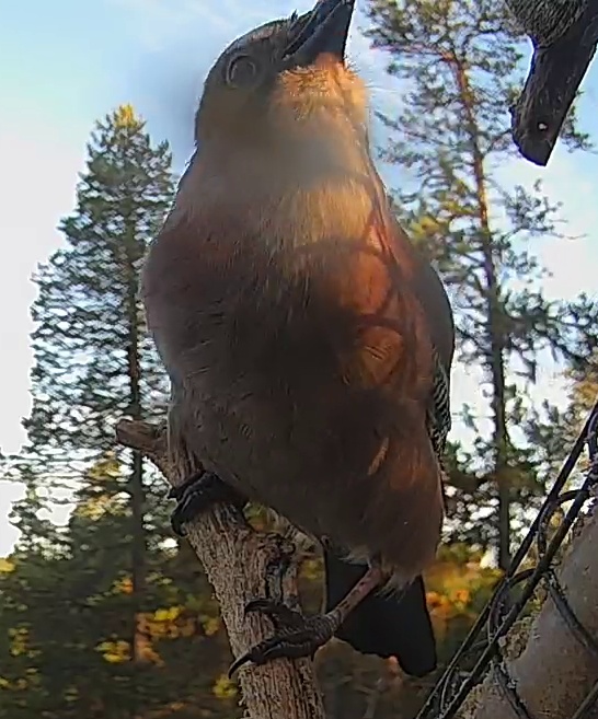 Best image of Eurasian jay
