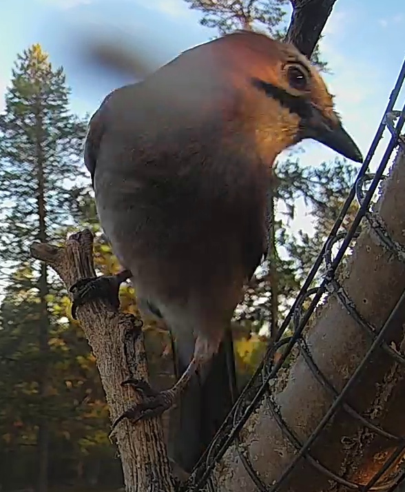 Best image of Eurasian jay