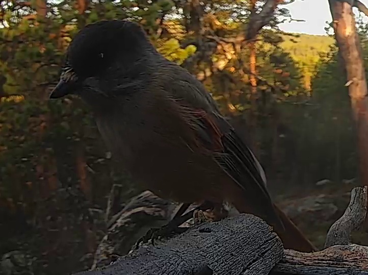 Best image of Siberian jay
