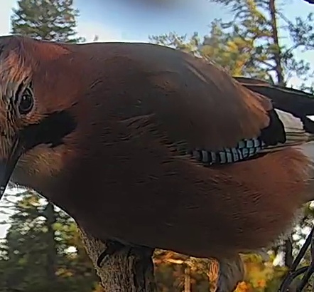 Best image of Eurasian jay