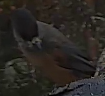 Best image of Laurel pigeon