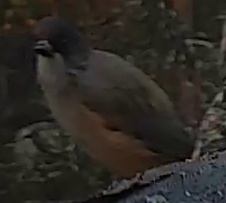 Best image of Western Orphean warbler