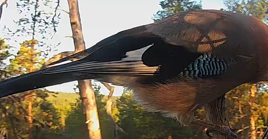 Best image of Eurasian jay