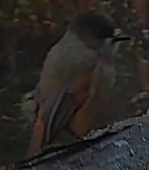 Best image of Siberian jay