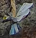 Best image of Great tit