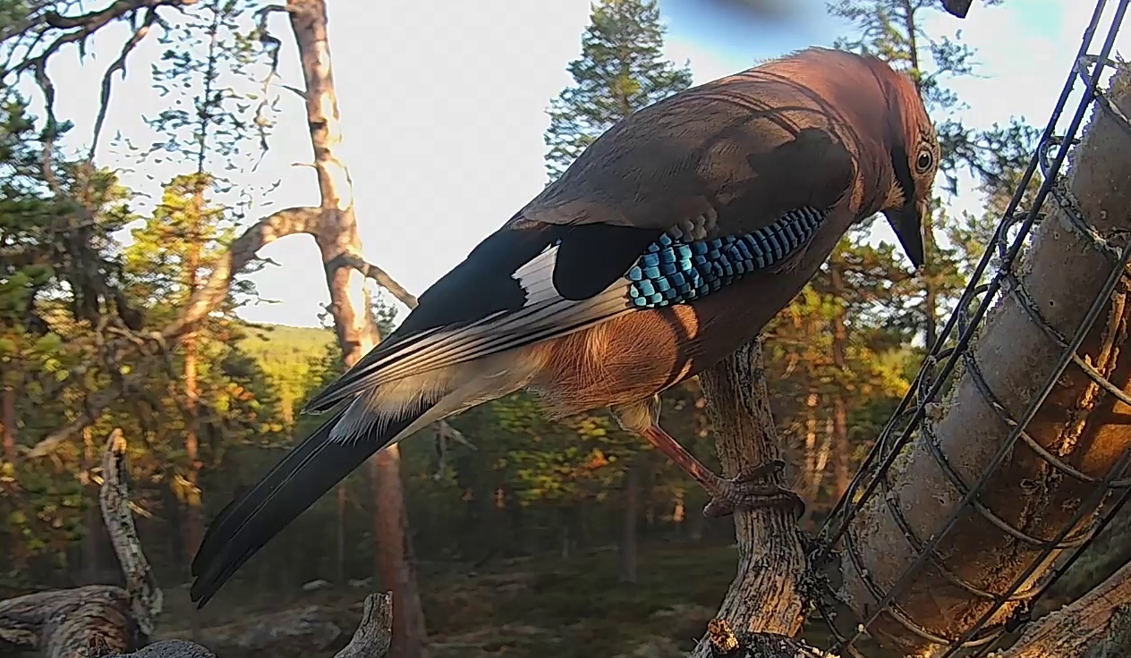 Best image of Eurasian jay