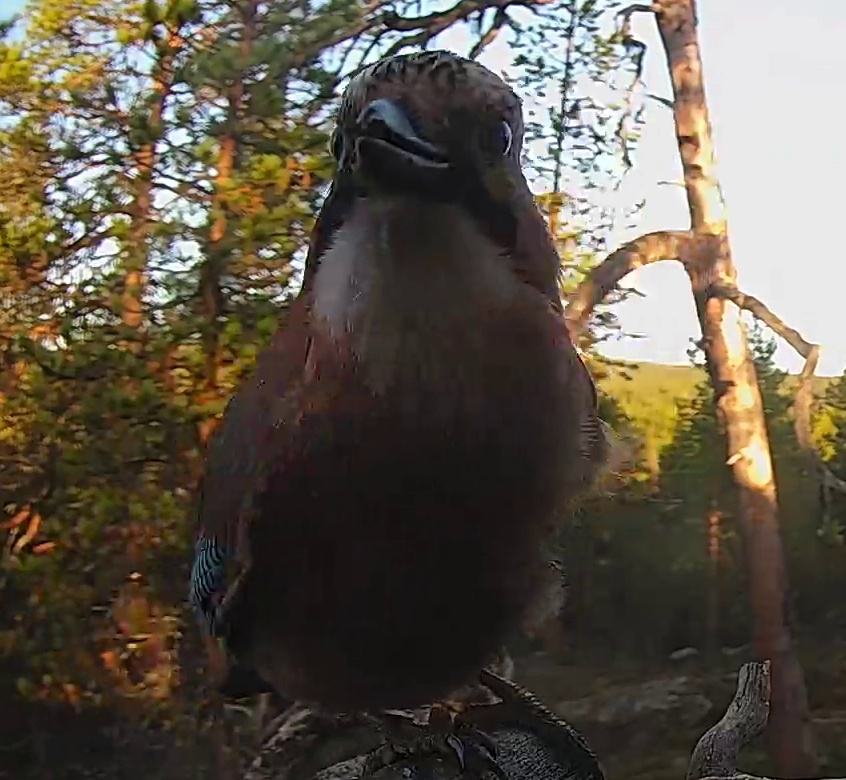Best image of Eurasian jay