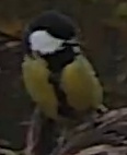Best image of Great tit