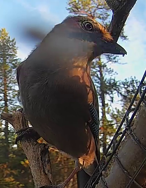 Best image of Eurasian jay