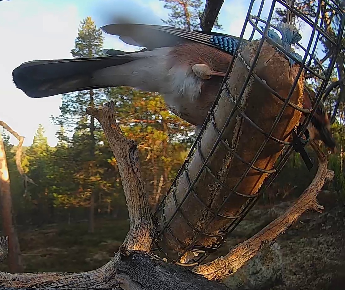 Best image of Eurasian jay