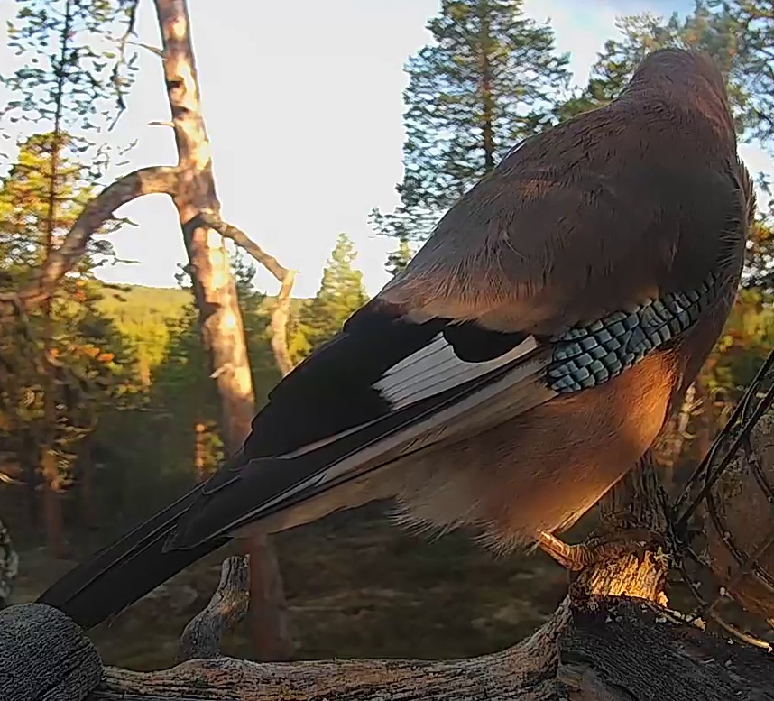 Best image of Eurasian jay
