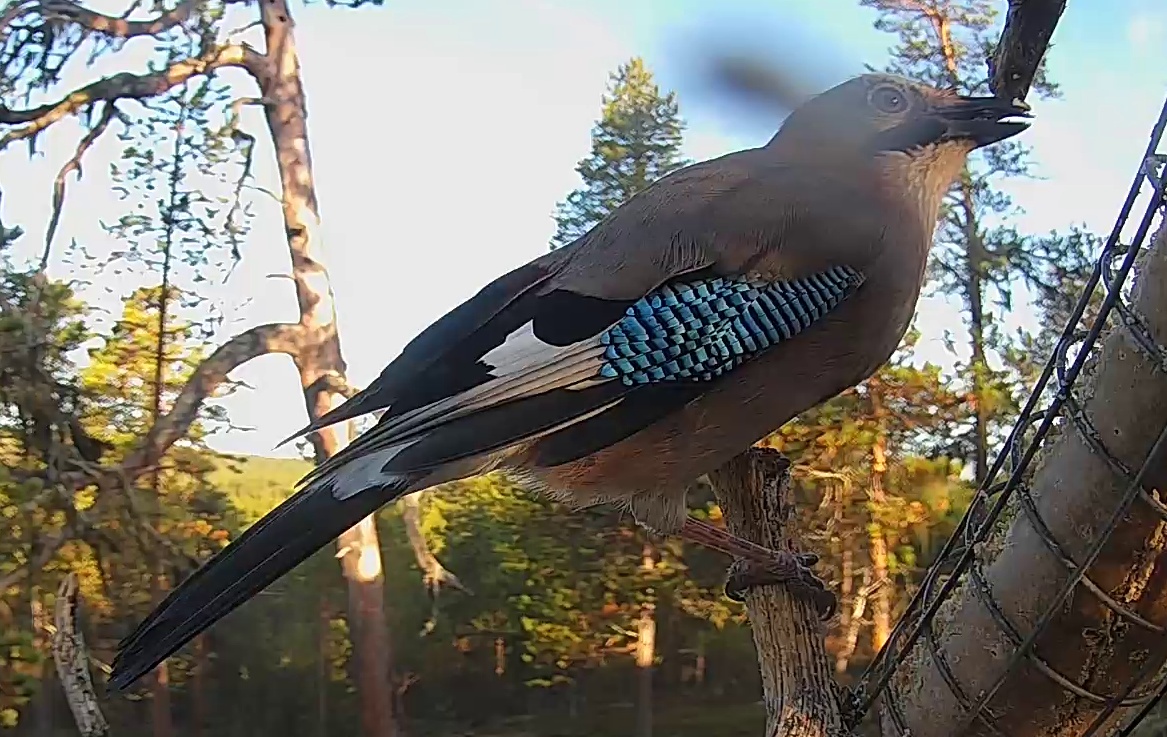 Best image of Eurasian jay