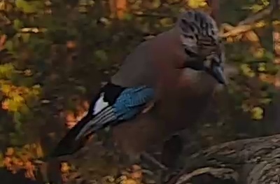 Best image of Eurasian jay