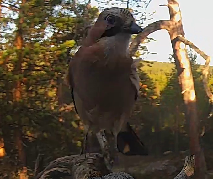 Best image of Eurasian jay
