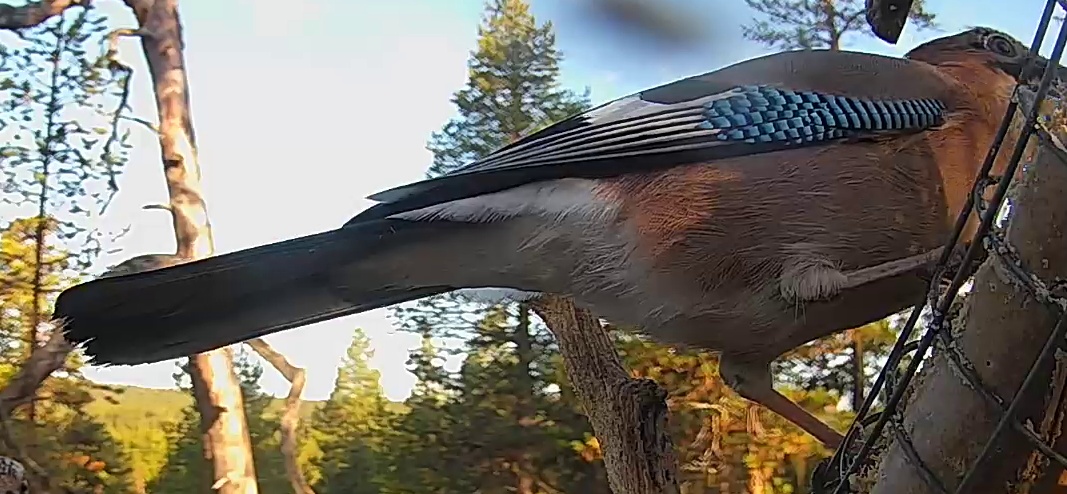 Best image of Eurasian jay