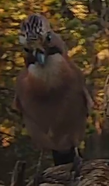 Best image of Eurasian jay