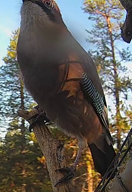 Best image of Eurasian jay
