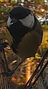 Best image of Lady Amhersts pheasant