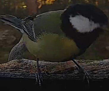 Best image of Great tit