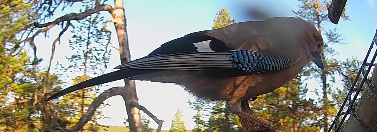Best image of Eurasian jay