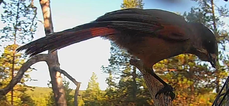 Best image of Siberian jay