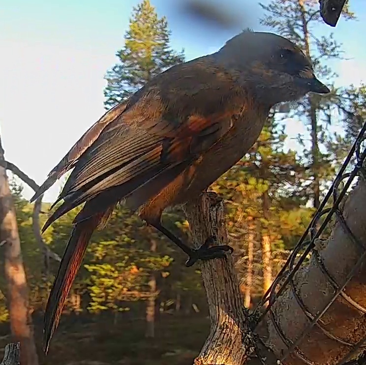 Best image of Siberian jay