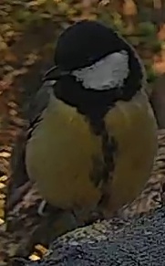 Best image of Great tit