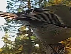 Best image of Great tit