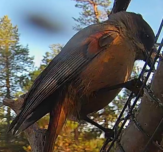 Best image of Siberian jay