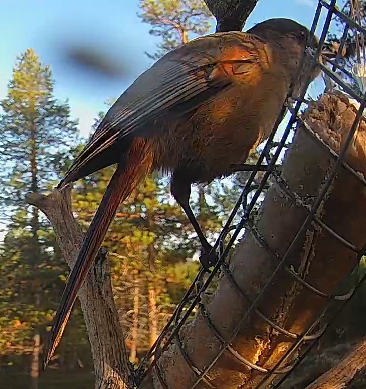Best image of Siberian jay