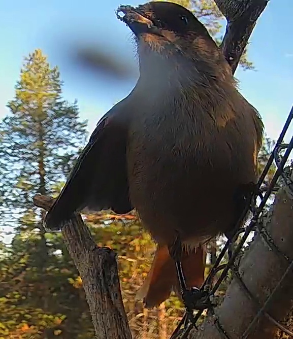 Best image of House crow