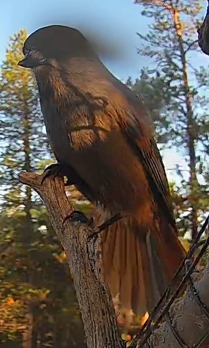 Best image of Siberian jay