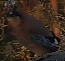 Best image of Eurasian jay