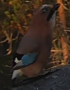 Best image of Eurasian jay