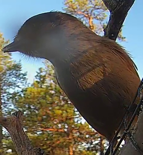 Best image of Siberian jay
