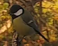 Best image of Great tit